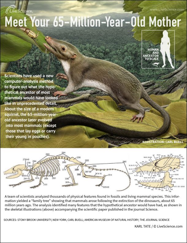 Infographic: all about the tiny squirrel sized creature that evolved into you.