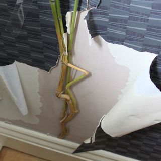 bamboo bursting up into living room and through the wall