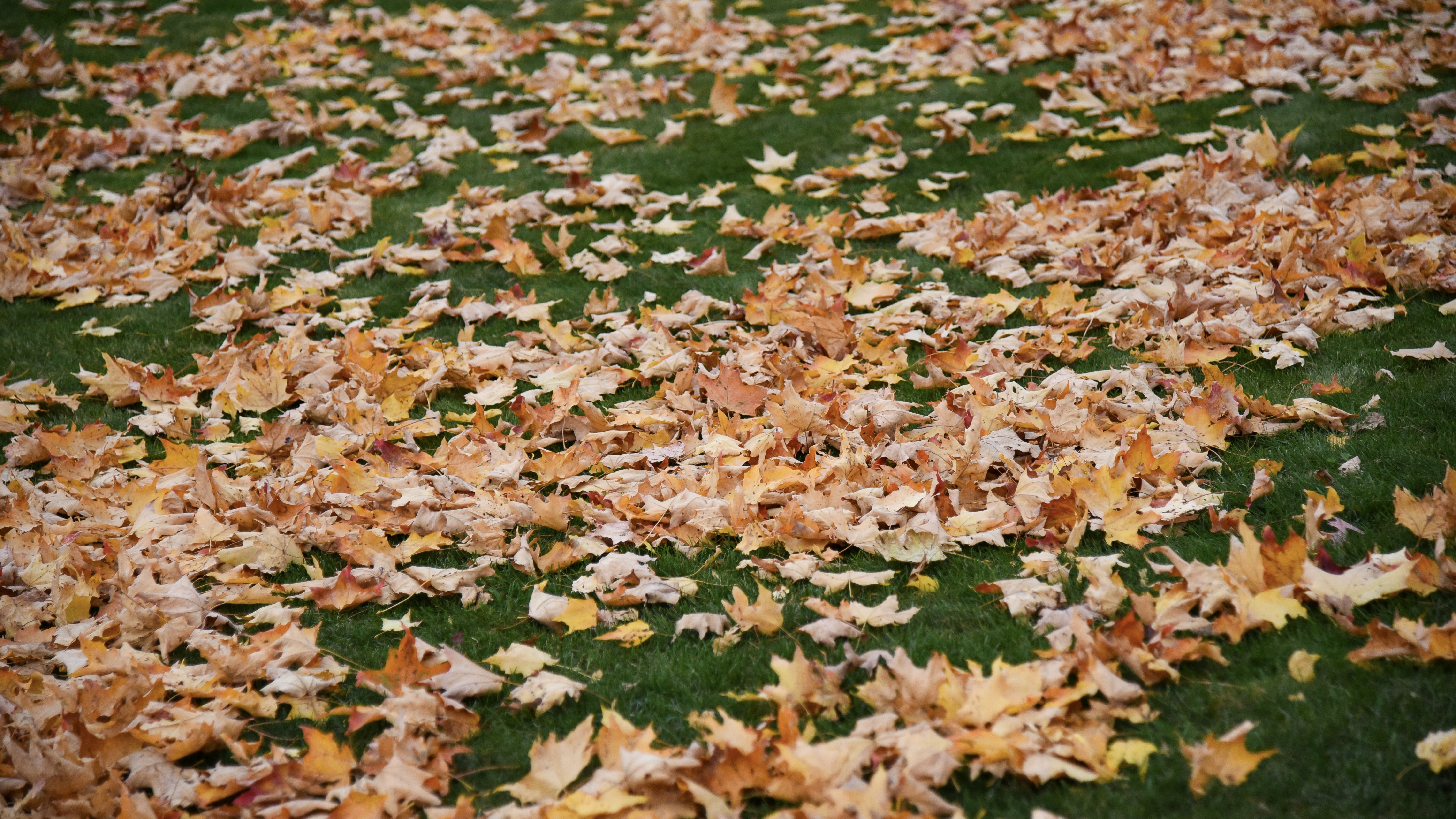 Autumn leaves