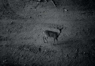 Surveillance image of an animal at night (symbolising prey)