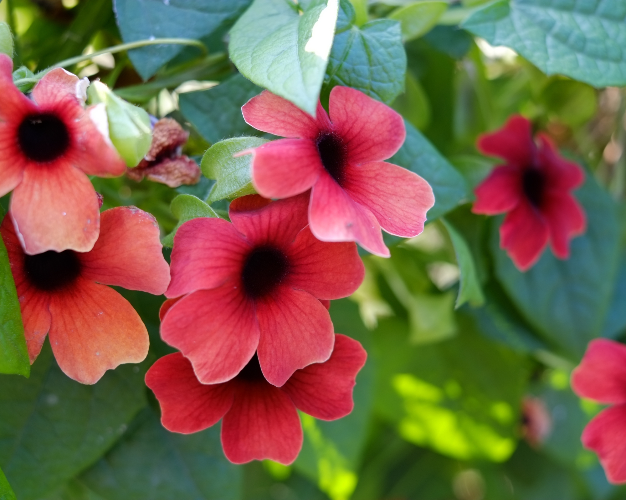 Black eyed Susan vine with trailing stems growing in a hanging basket