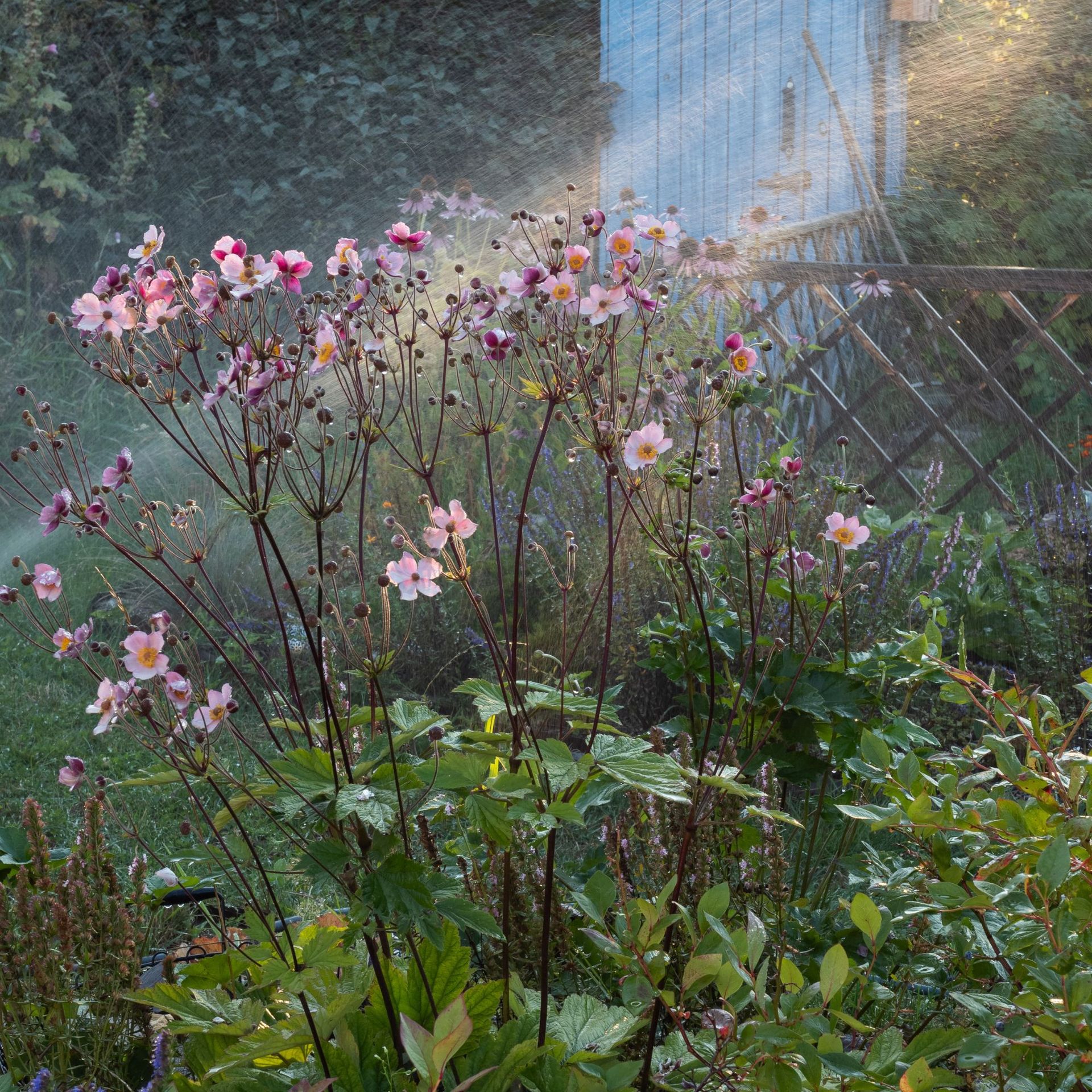 Japanese anemone in autumn garden