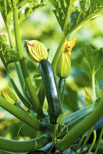 zucchini fertilizer