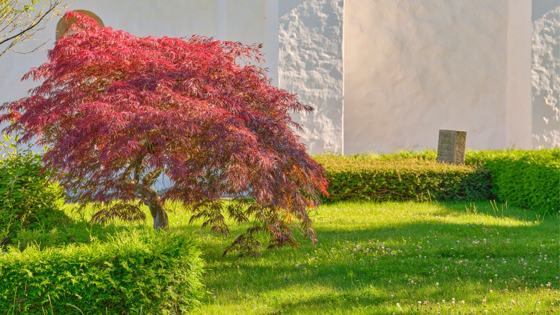 picture of red acer tree in garden