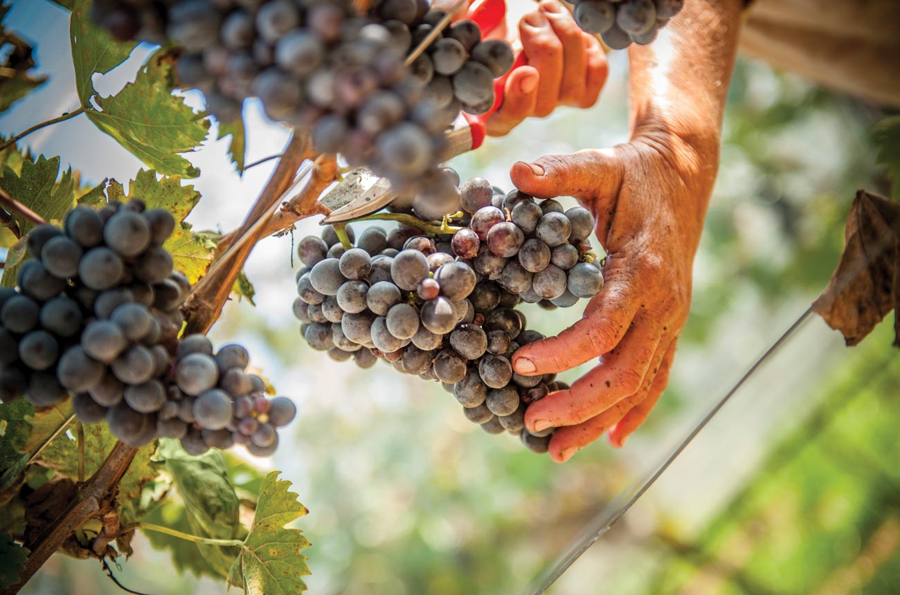 Red grape bunches being harvested from the vines