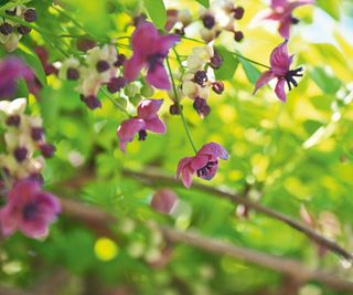 Akebia quinata Akebi Flower also known as chocolate vine