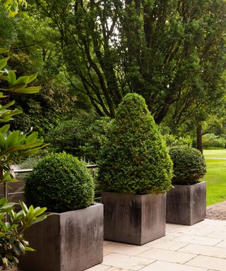 potted shrubs clipped into topiary shapes in containers next to a walkway