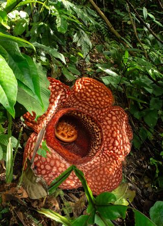 Malaysia’s Lojing Highlands for the world’s largest flower