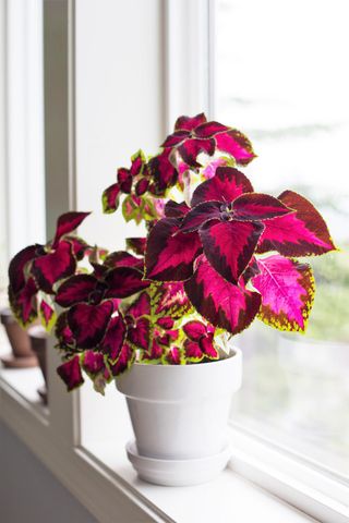 Coleus houseplant in a white pot