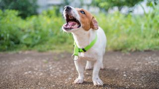 Jack Russell Terrier barking outside