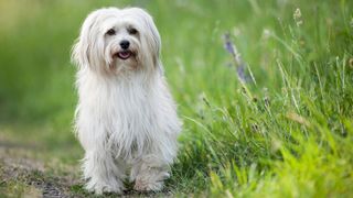 Havanese dog on grassy path