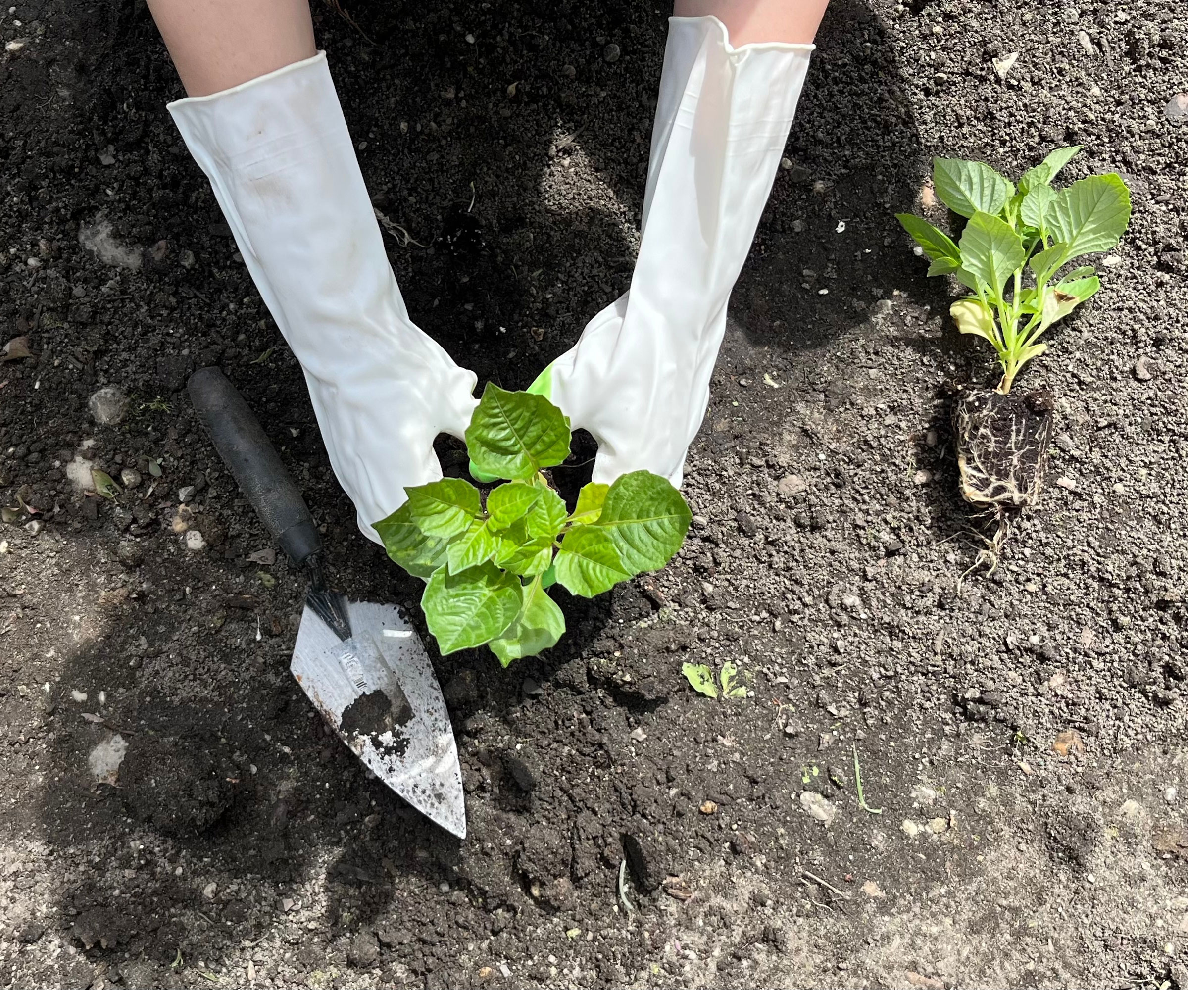 transplanting dahlias in garden soil