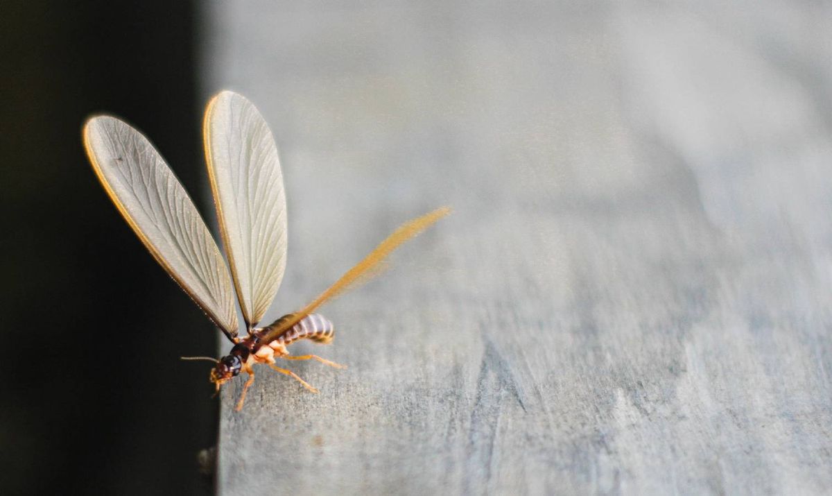 Flying termite in home