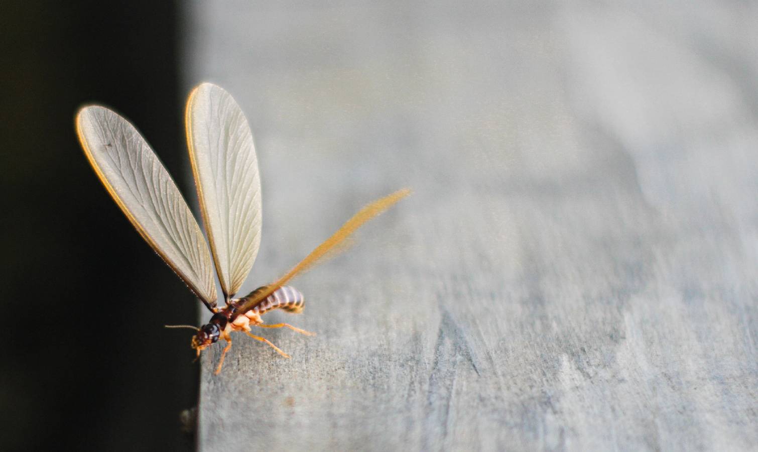 Flying termite in home