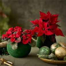 Green vases containing bright red poinsettias, displayed next to a bowl of Christmas ornaments, gift wrap, string, and scissors