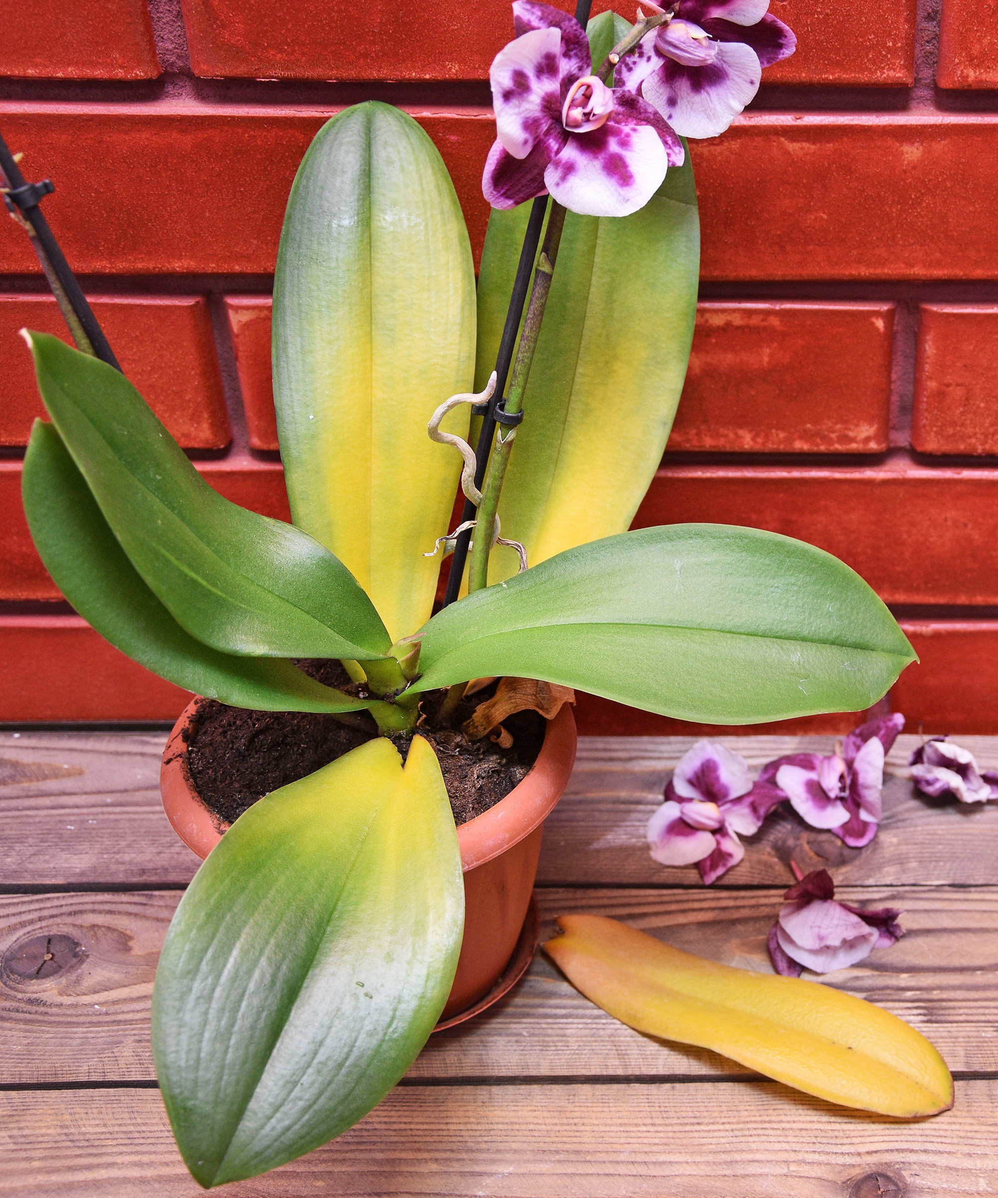 Orchid with yellowing leaves and dropped leaf and flowers
