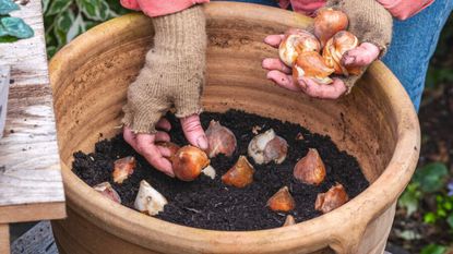 Person planting bulbs into the soil in a large terracotta plant pot