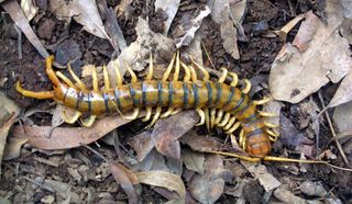 A 16-centimeter long Giant centipede