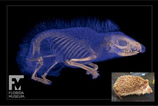 CT scan of a four-toed hedgehog (Atelerix albiventris) with specimen photo on bottom right corner.
