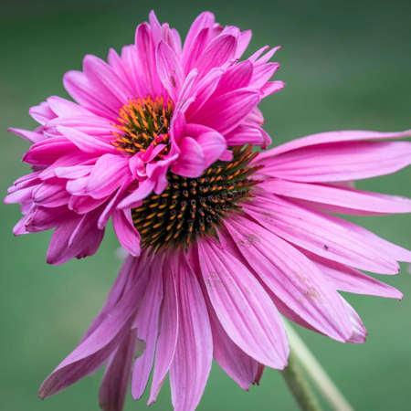 Set of 2 Double Purple Coneflower Perennial Live Plant Echinacea Purpurea Plant Rare Coneflower Flowers Starter 6"tall
