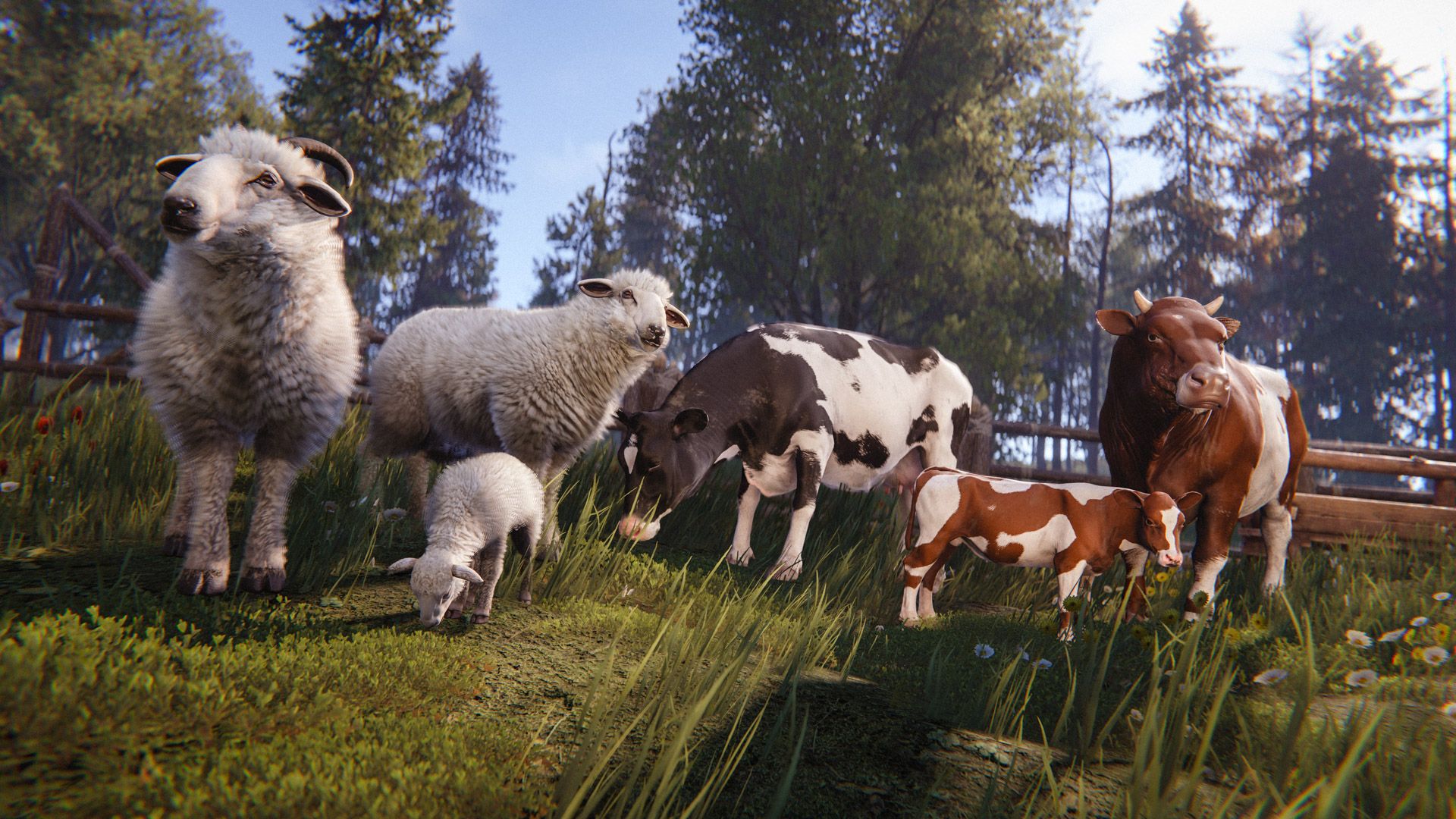 Sheep and cows
