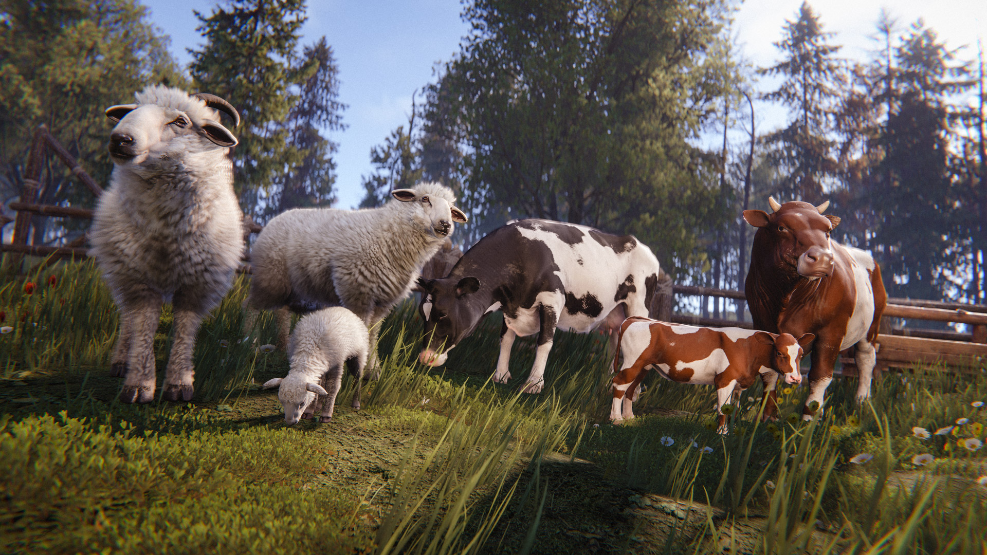 Sheep and cows