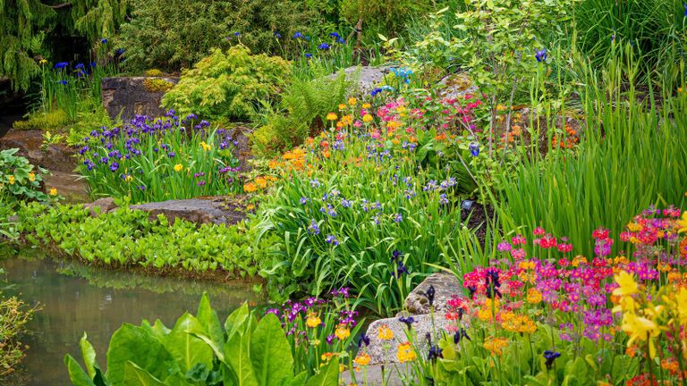 Bog plants can include brightly coloured irises and drumstick primulas