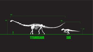 The titanosaur is vastly larger than Sue.