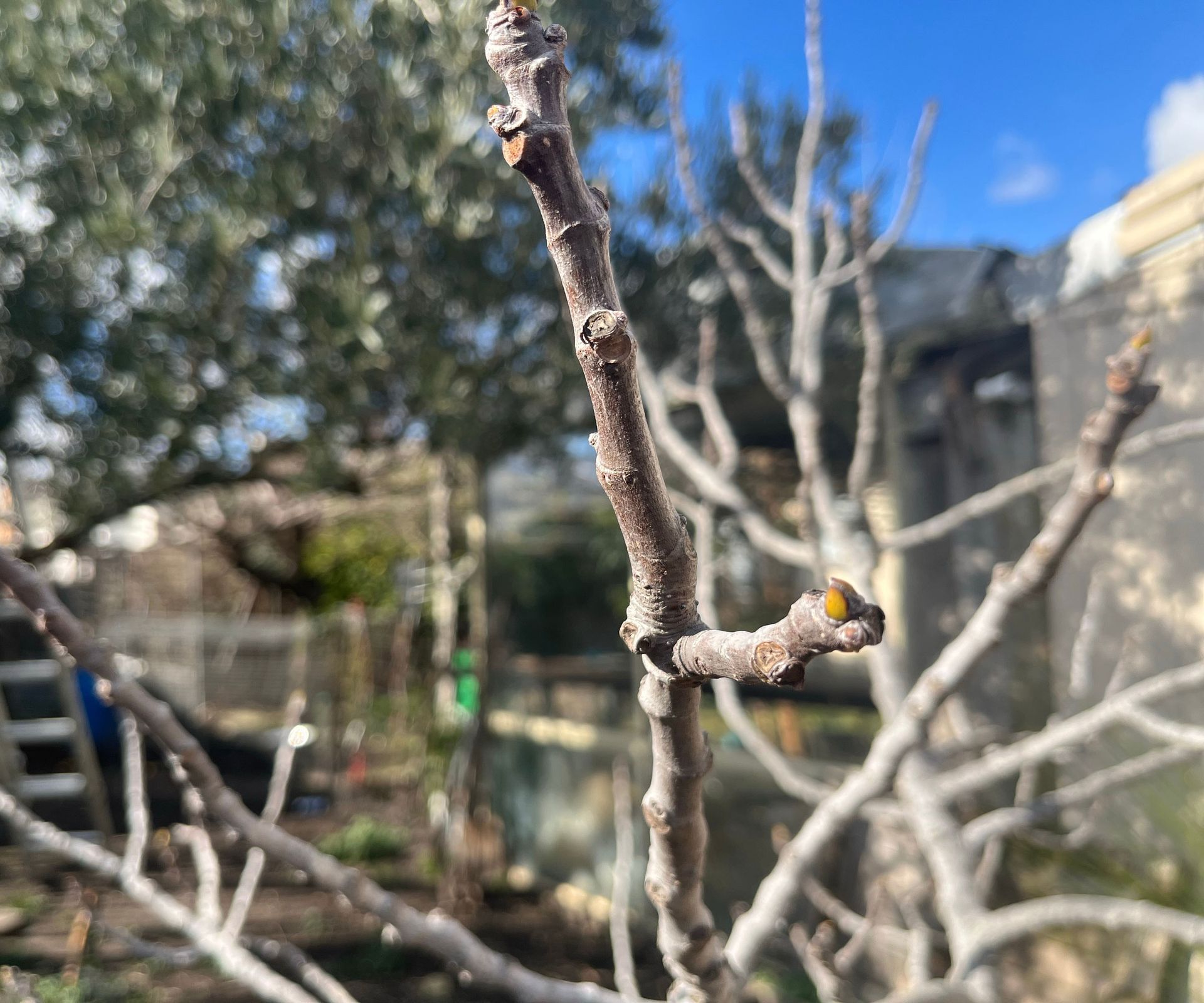 bare fig tree show tiny buds