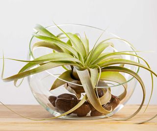 air plant in a glass bowl