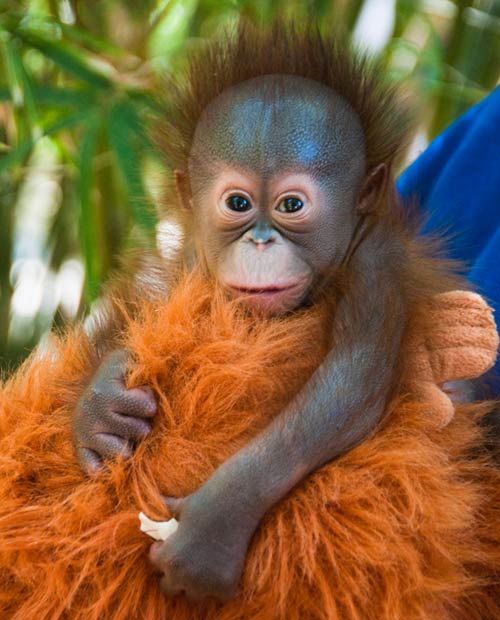 orangutans, great apes, houston zoo, zoo babies, primates, bornean orangutan