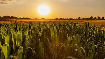 Corn growing on a farm at sunset.