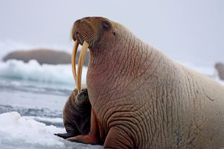 female walrus and pup in Chukchi Sea