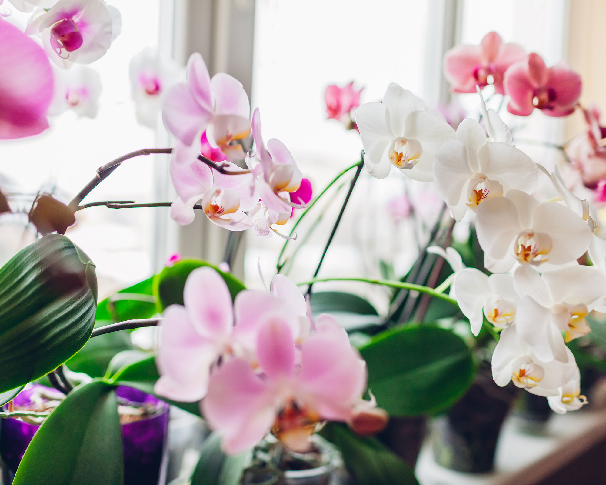 How to make an orchid terrarium experts reveal how Gardeningetc