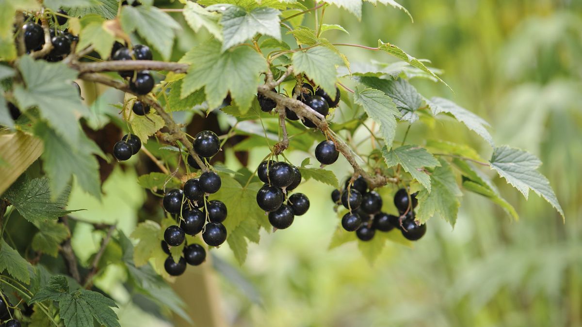 How to grow currants - an expert guide to thriving bushes | Homes and ...
