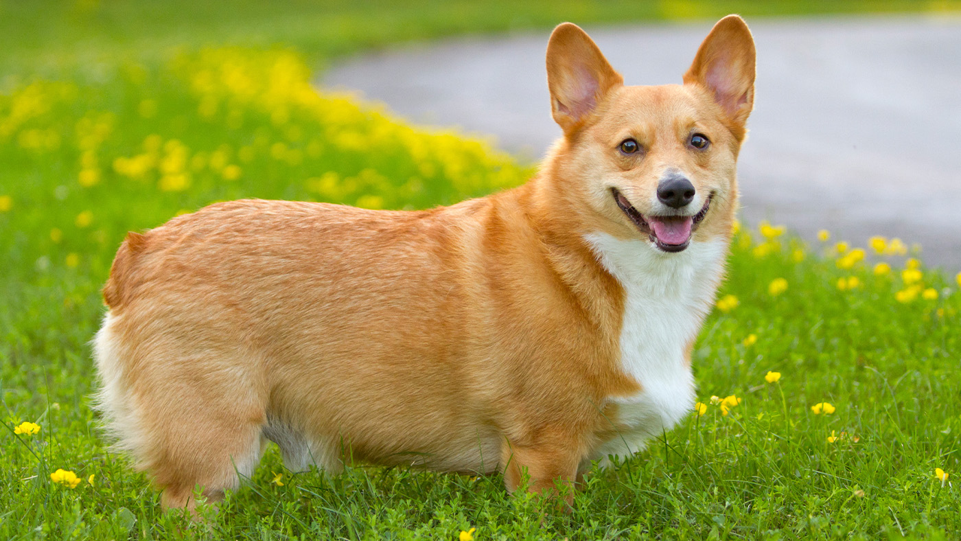 Pembroke Welsh Corgi standing side on