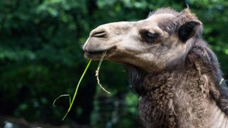 A close-up of the head of a dromedary camel is shown at the Wroclaw Zoological Garden in Poland.