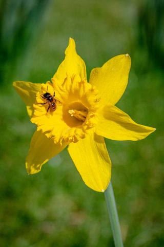 Honey bee hiding amongst spring time daffodils