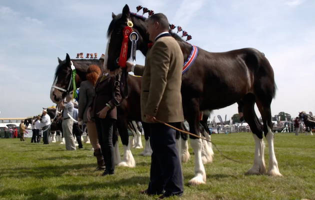 shire horses The Farmer's Country Showdown