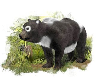 oldest ancestor of giant panda lineage illustrated