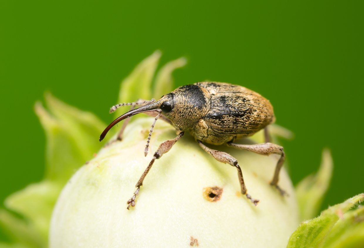 Insect On A Nut From A Nut Tree