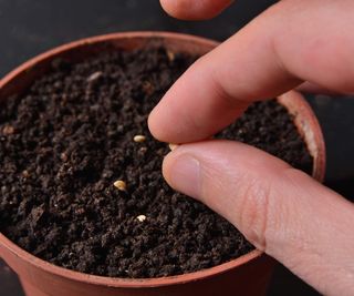 Sowing jalapeno chilli seeds into pots of compost
