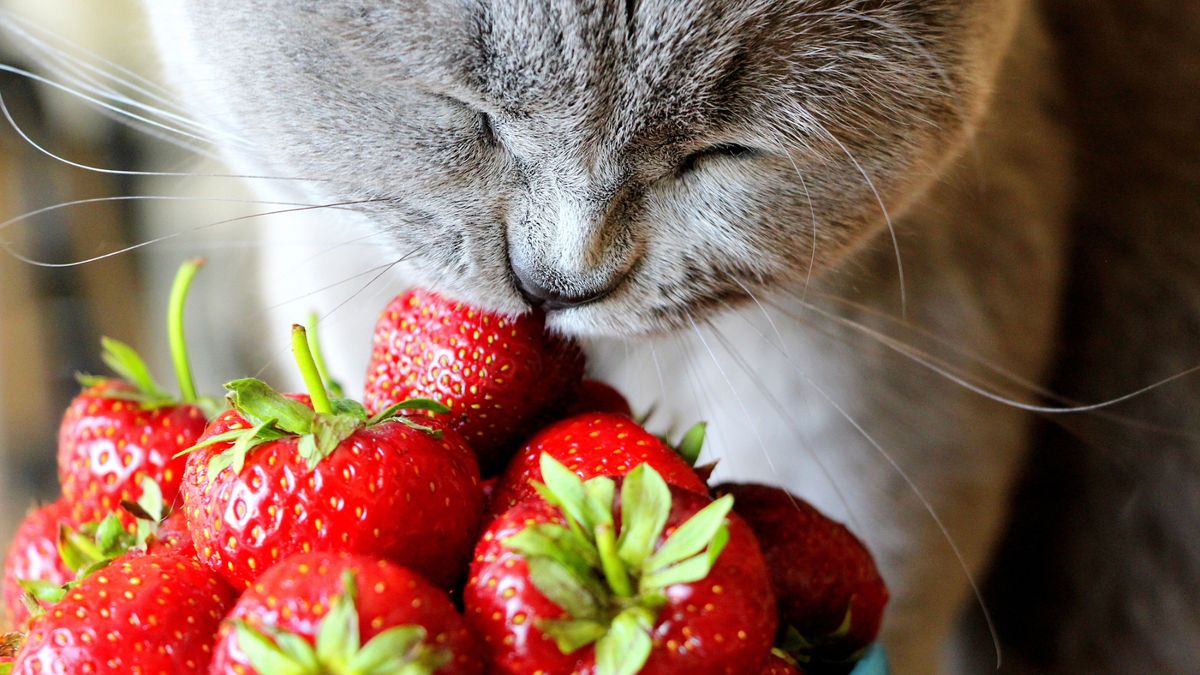 A cat eating some strawberries