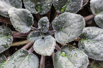 wet av leaves