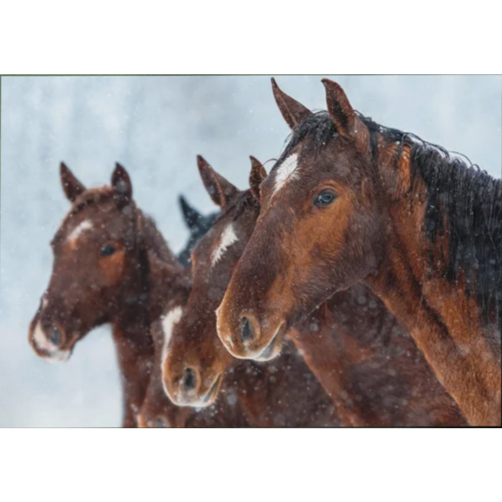 World Horse Welfare Charity Christmas card Winter horses