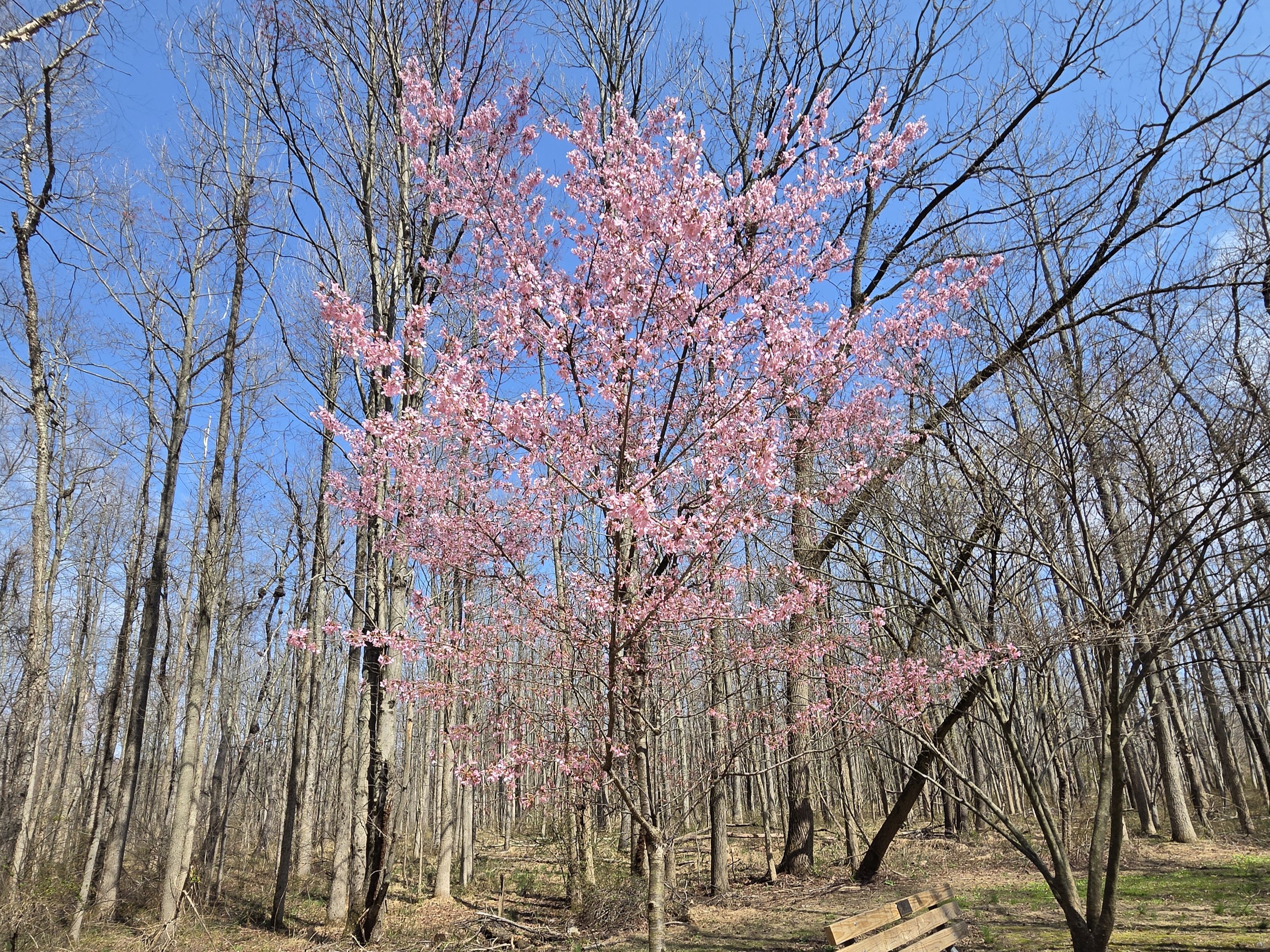 Samsung Galaxy S26 Plus Review Camera Samples