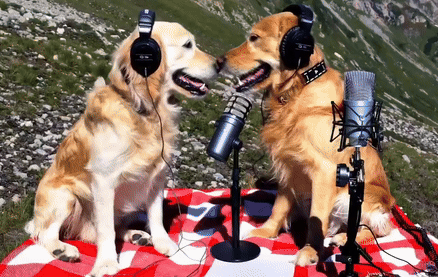 Deux chiens sur une montagne en train de faire un podcast