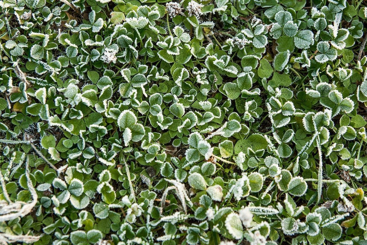 Plant Cover Crops Covered In Frost