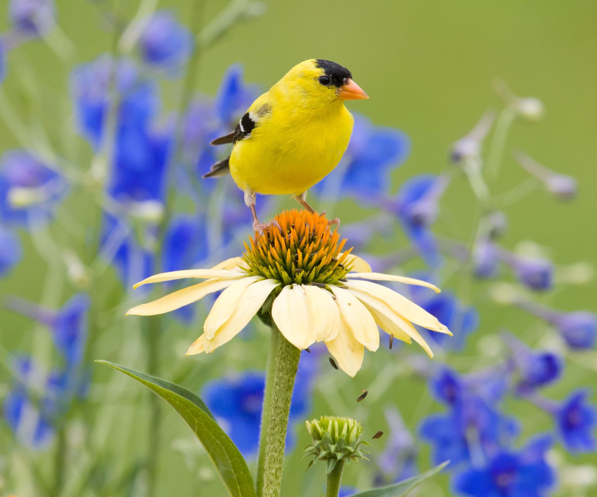 goldfinch sitting on cone of yellow coneflower
