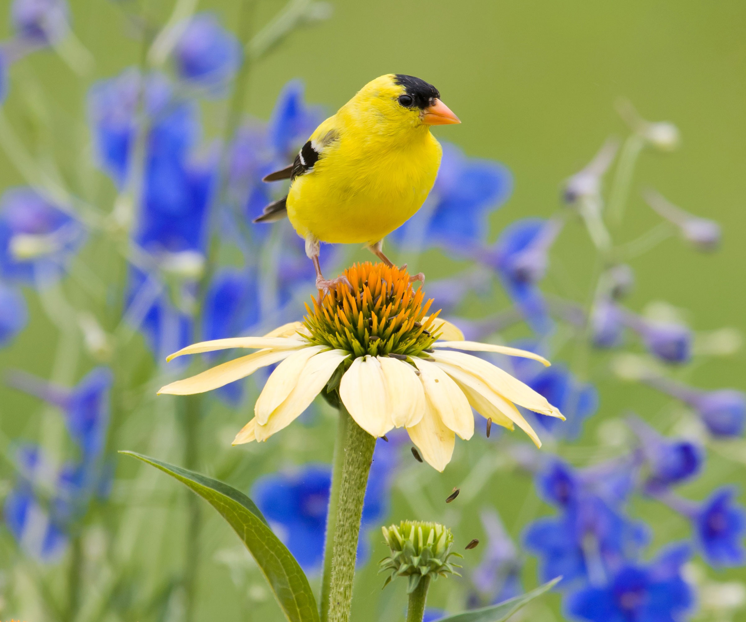 goldfinch sitting on cone of yellow coneflower